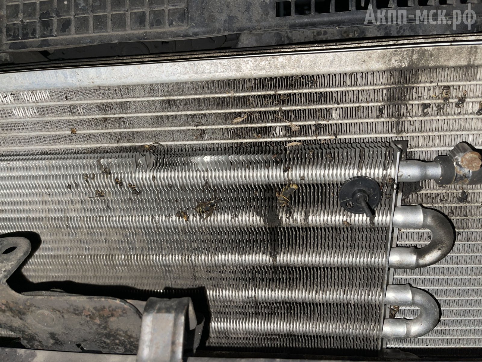 JF010E-Nissan-Teana-V6-радиатор